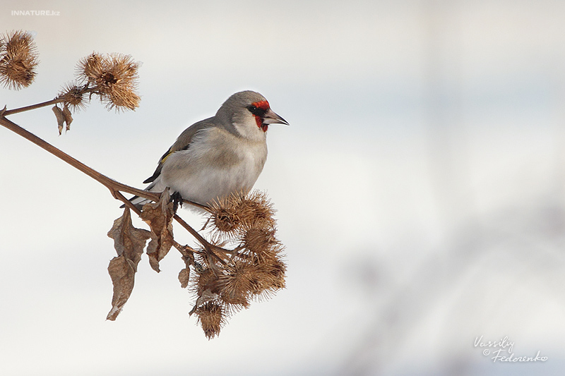 carduelis-caniceps_01_3.jpg