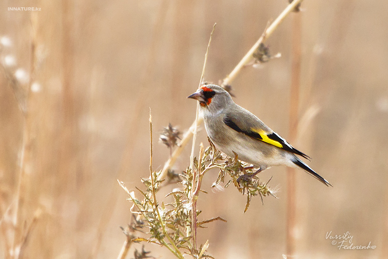 carduelis-caniceps_02_1.jpg