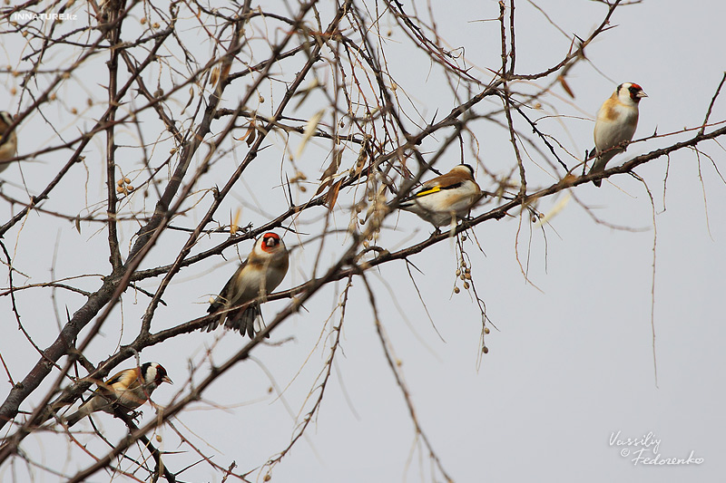 carduelis-carduelis_02.jpg