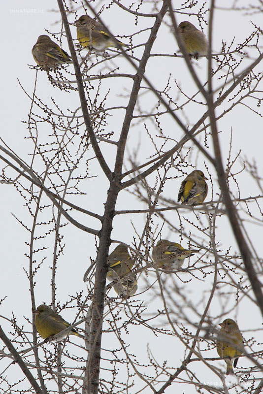 carduelis-chloris_02.jpg