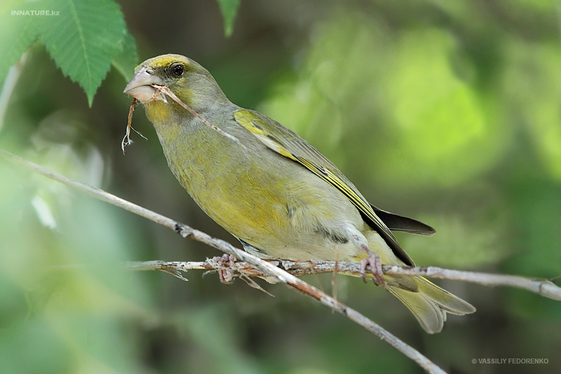 carduelis-chloris_02_1.jpg