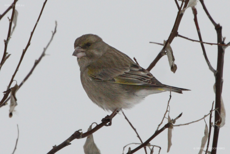 carduelis-chloris_03.jpg