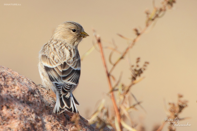 carduelis-flavirostris_01.jpg