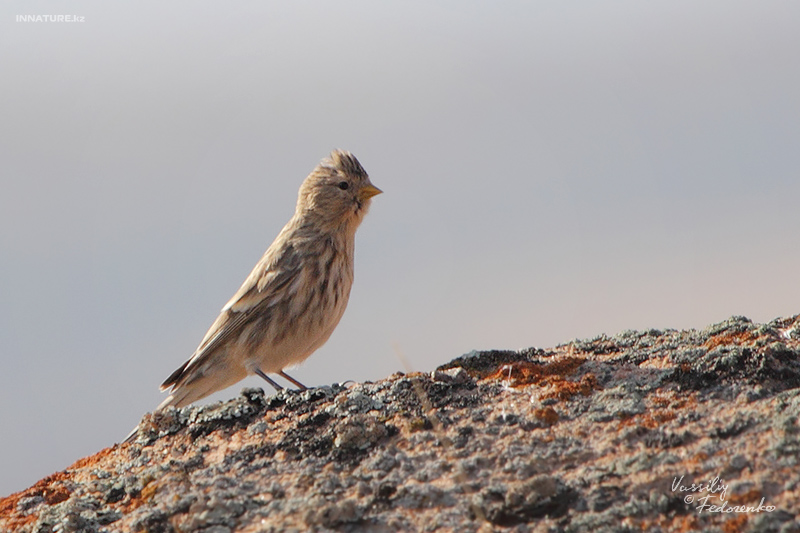 carduelis-flavirostris_03.jpg