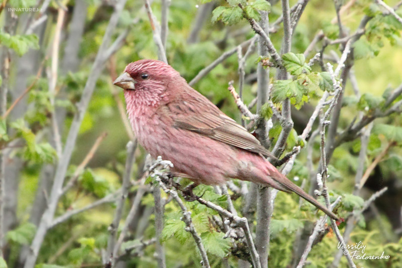 carpodacus-rhodochlamys_01.jpg