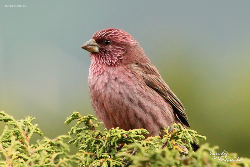 carpodacus-rhodochlamys_02.jpg