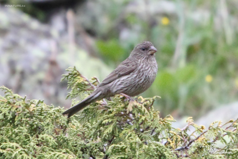 carpodacus-rhodochlamys_03.jpg