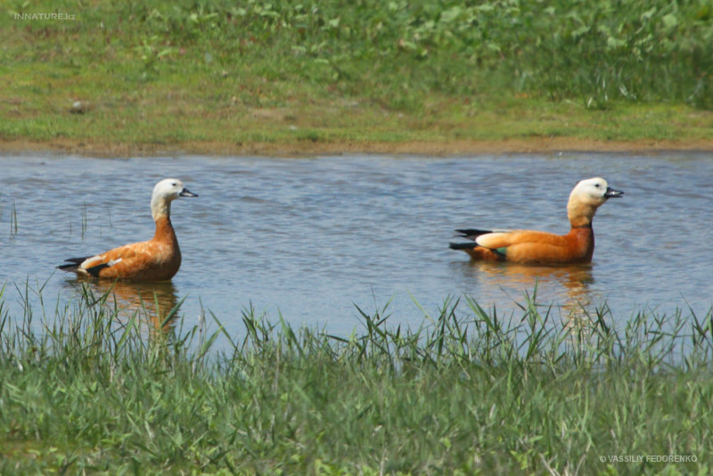 casarca-ferruginea_01.jpg