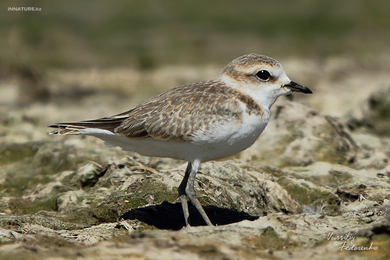 charadrius-alexandrinus_01_1.jpg