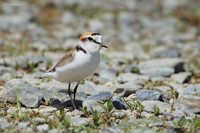 charadrius-alexandrinus_01_2.jpg