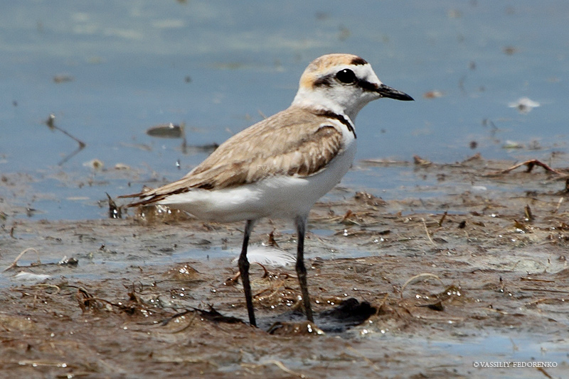 charadrius-alexandrinus_02.jpg