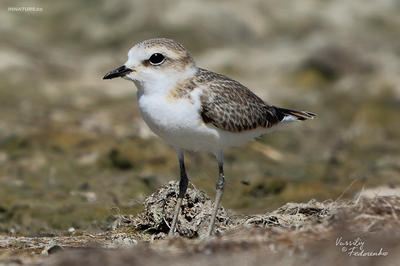 charadrius-alexandrinus_02_1.jpg