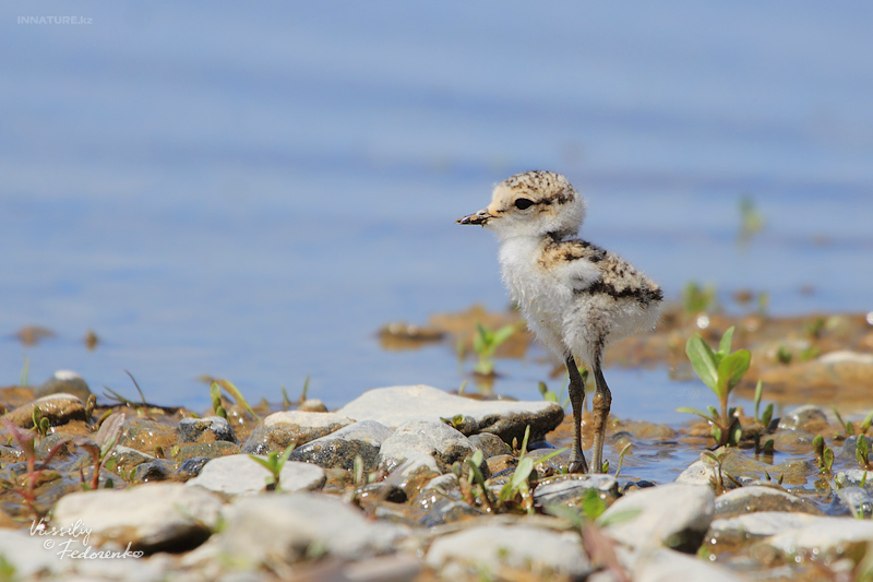 charadrius-alexandrinus_02_2.jpg