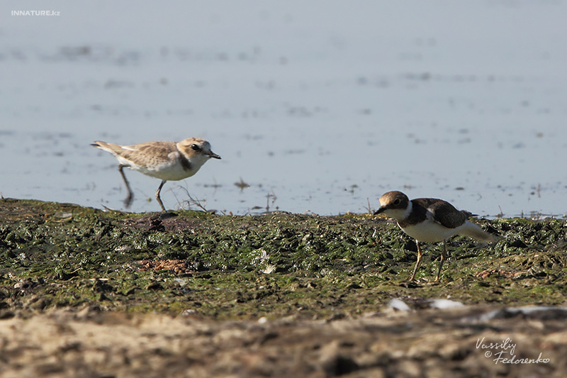 charadrius-alexandrinus_03.jpg