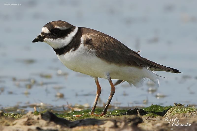 charadrius-hiaticula_01.jpg