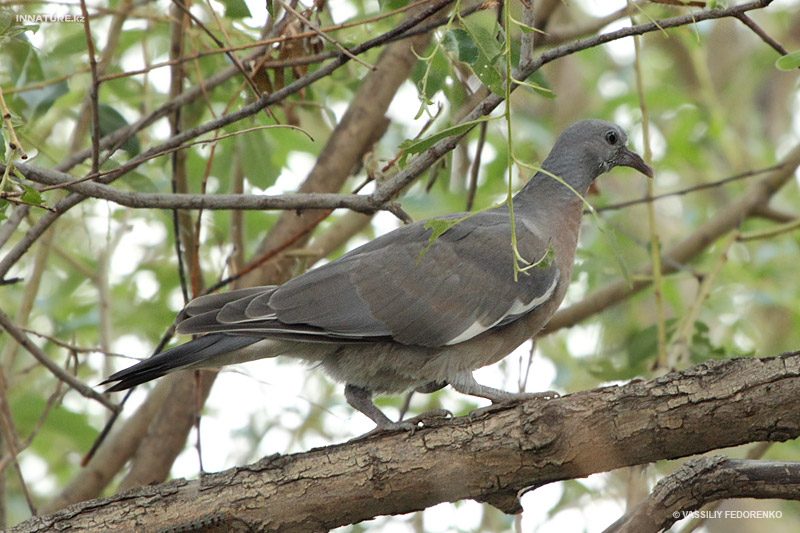 columba-palumbus_01.jpg