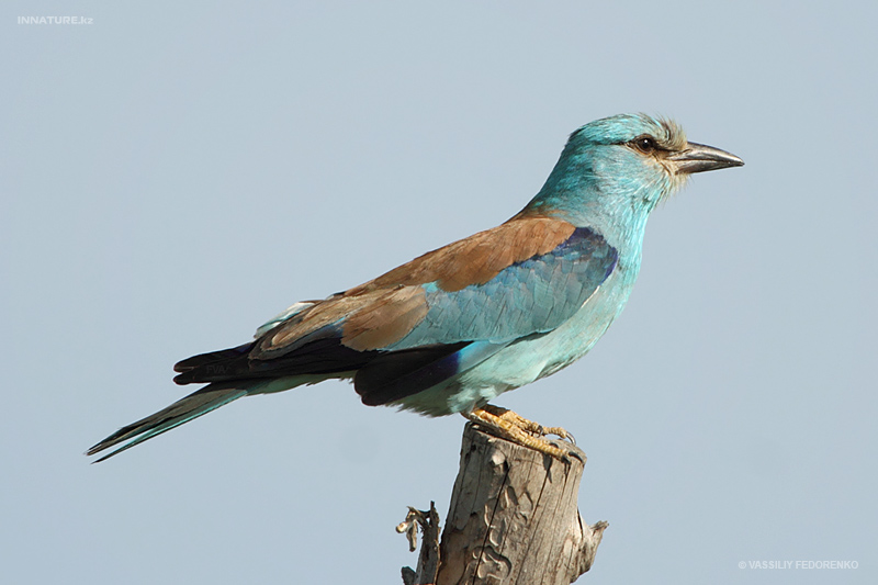 coracias-garrulus_01_2.jpg