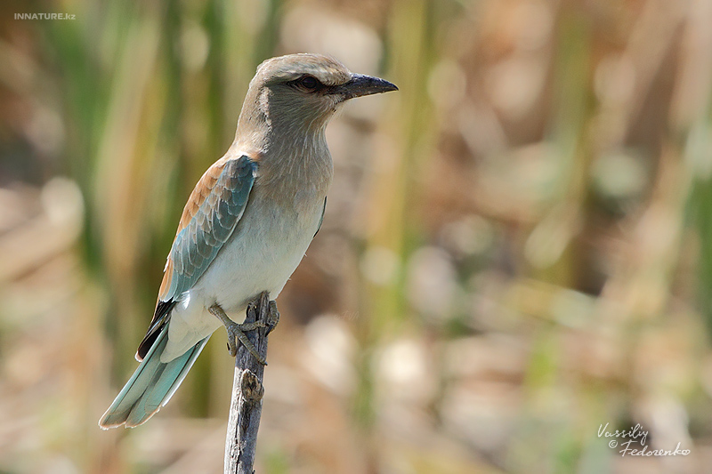 coracias-garrulus_01_3.jpg