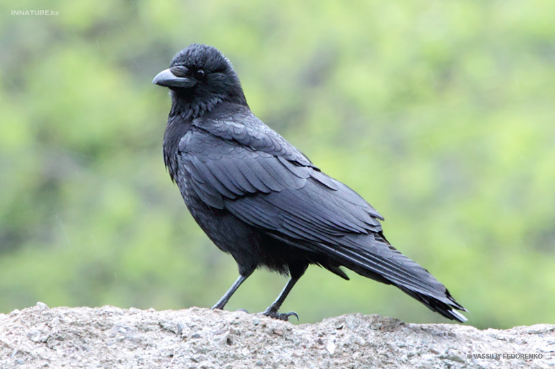 corvus-corone_01_1.jpg