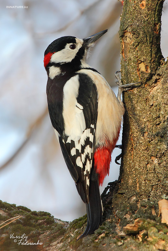 dendrocopos-leucopterus_02.jpg