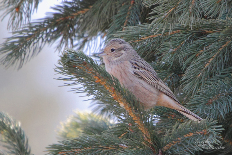 emberiza-cia_01.jpg