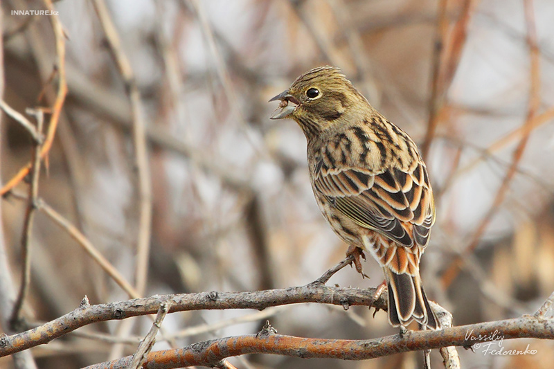 emberiza-citrinella_01_1.jpg