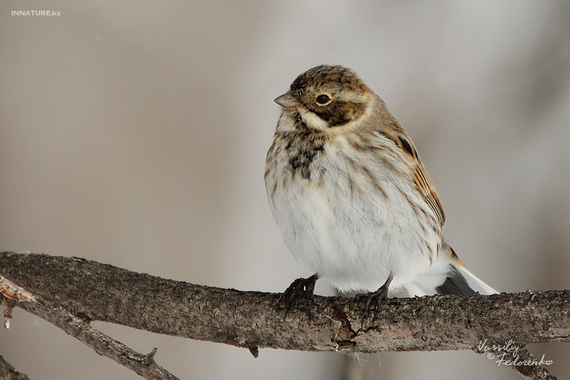 emberiza-schoeniclus_01_1.jpg