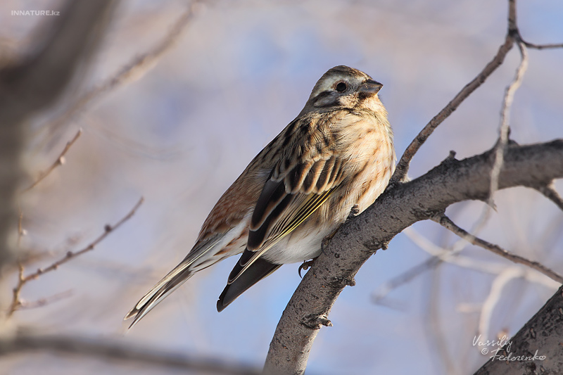 emberiza_02.jpg