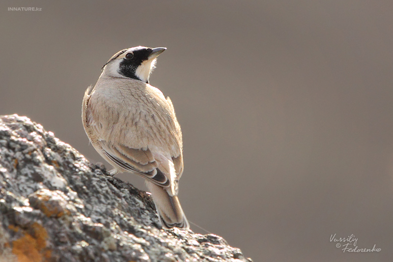 eremophila-alpestris_02.jpg