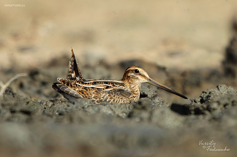 gallinago-gallinago_01_1.jpg