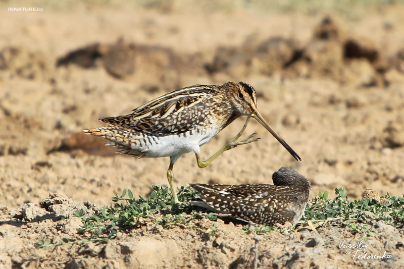 gallinago-gallinago_01_3.jpg