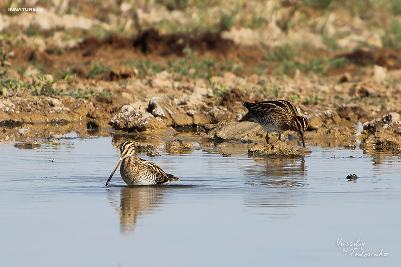 gallinago-gallinago_02.jpg