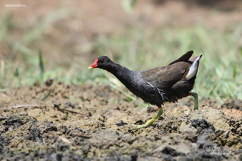 gallinula-chloropus_02.jpg