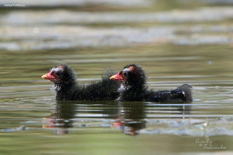 gallinula-chloropus_03.jpg