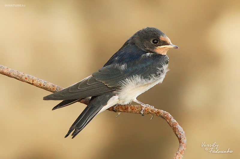 hirundo-rustica_01.jpg