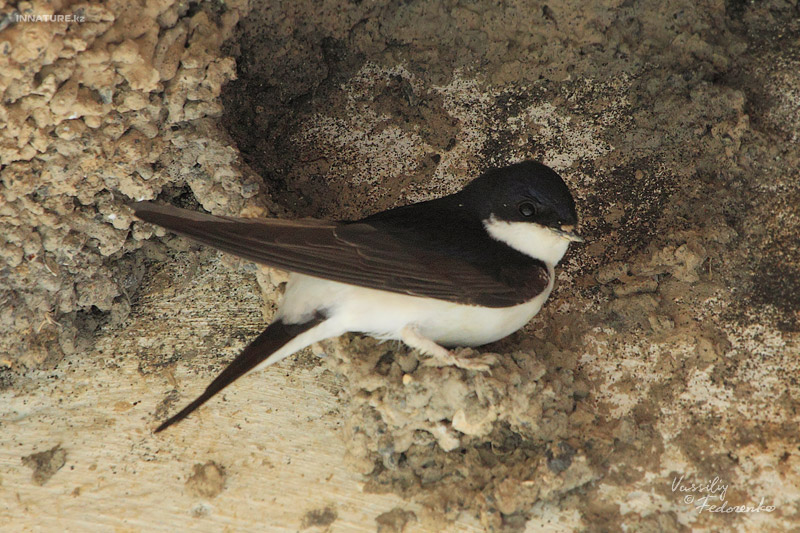 hirundo-urbica_01.jpg