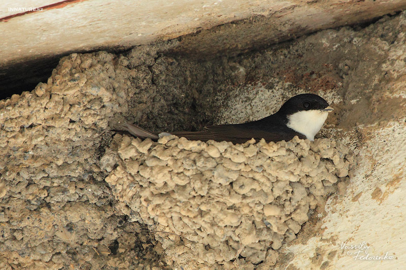 hirundo-urbica_02.jpg