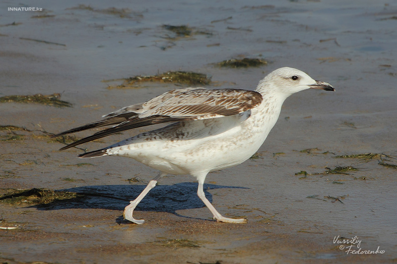 larus-cachinnans_01_2.jpg