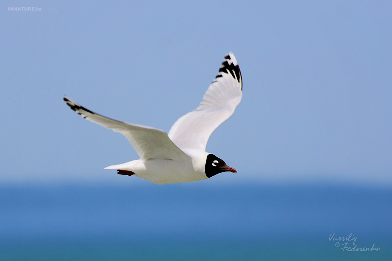 larus-relictus_01.jpg