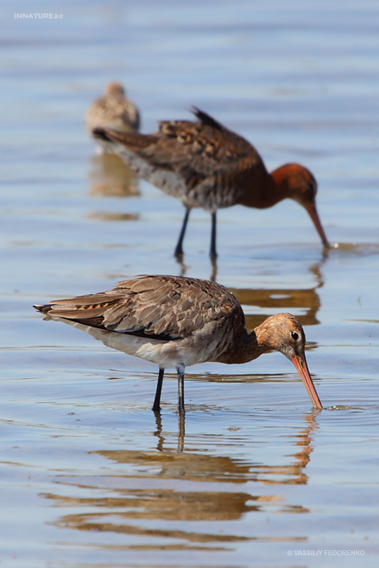 limosa-limosa_01_1.jpg