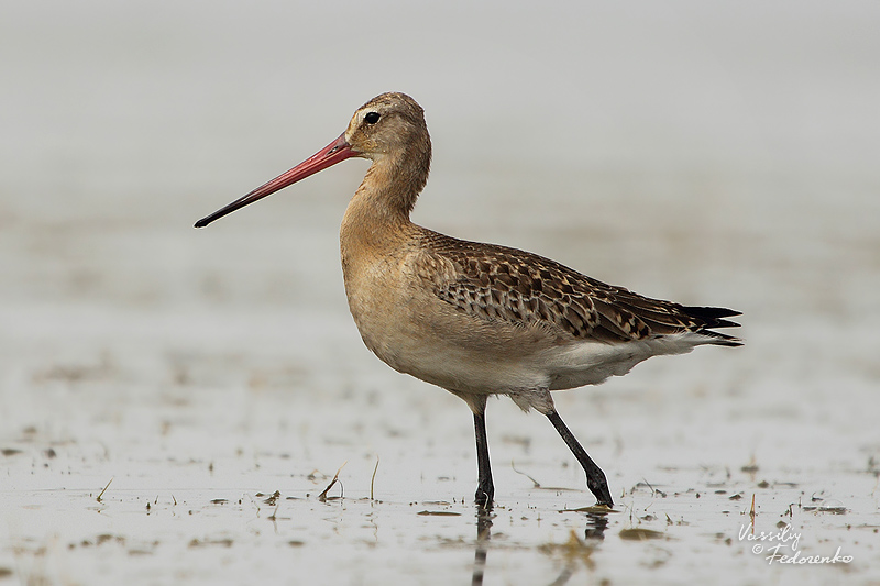 limosa-limosa_01_3.jpg