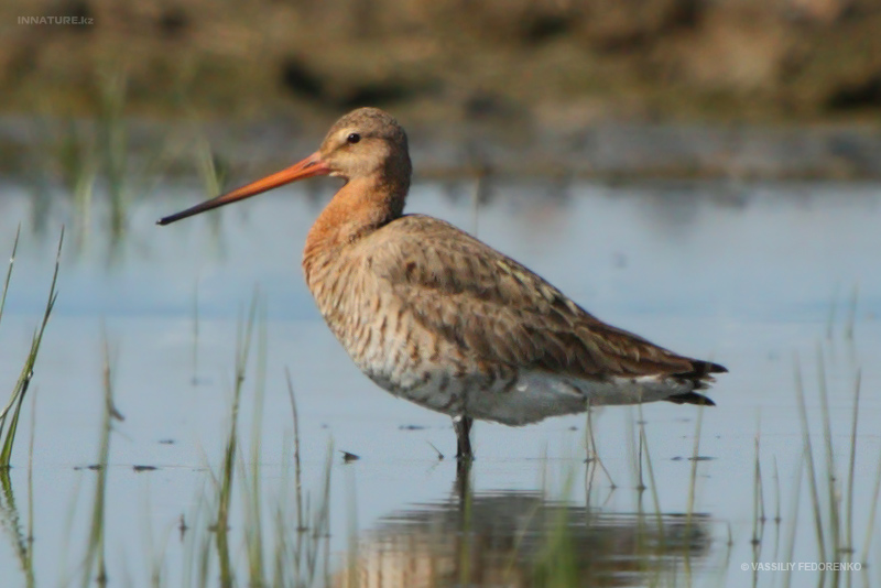 limosa-limosa_02.jpg