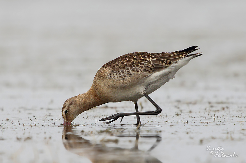 limosa-limosa_02_2.jpg