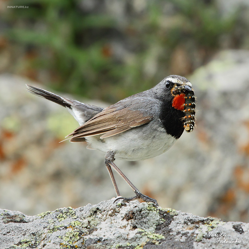 luscinia-pectoralis_02_1.jpg