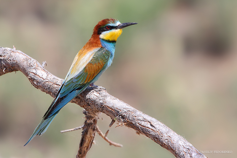 merops-apiaster_01_2.jpg