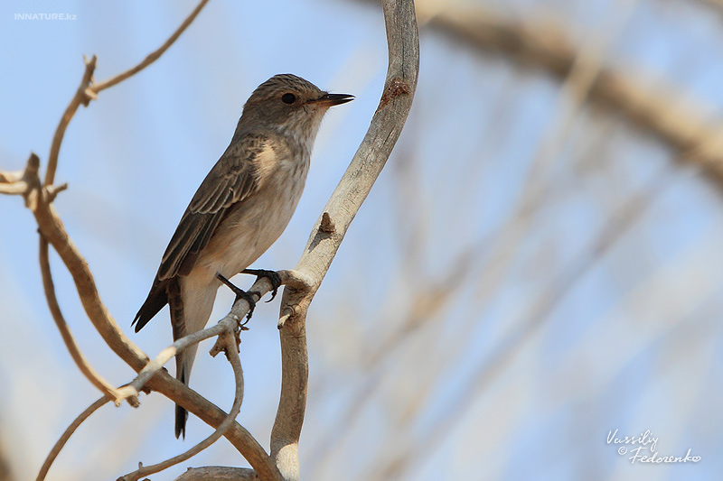 muscicapa-striata_01_1.jpg