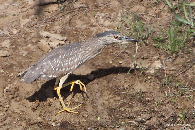 nycticorax-nycticorax_02.jpg