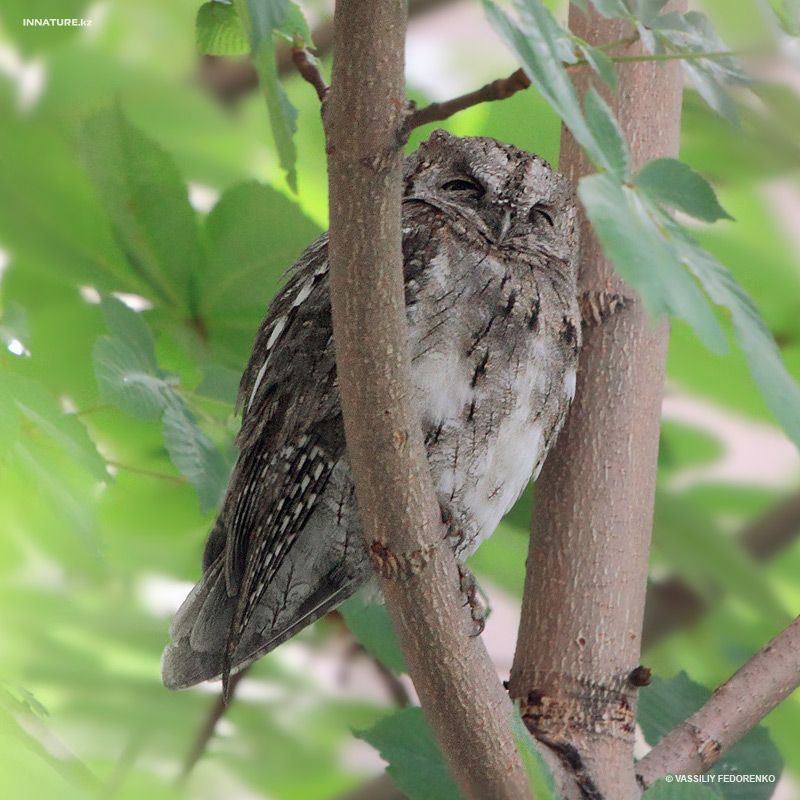 otus-scops_01.jpg