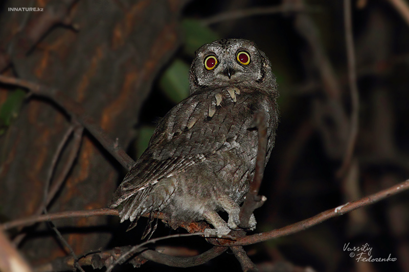 otus-scops_01_2.jpg