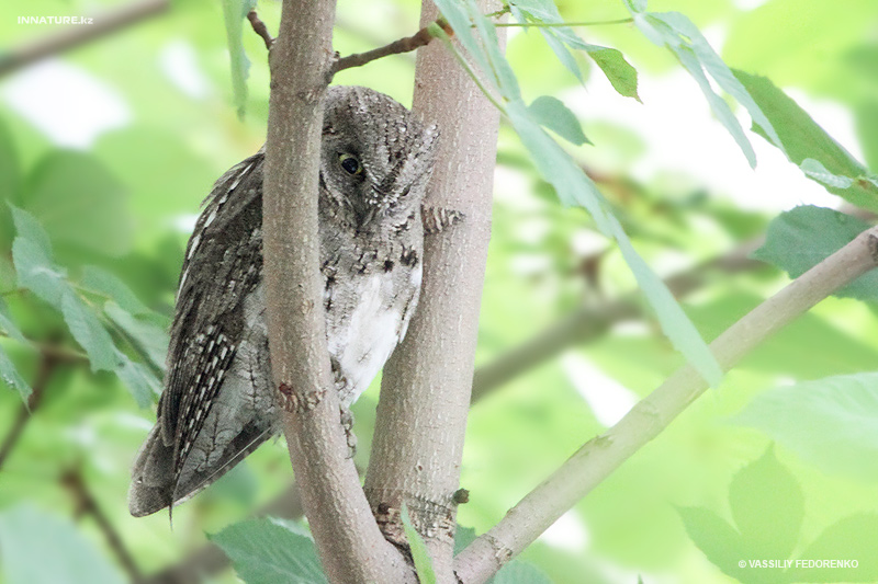 otus-scops_02.jpg